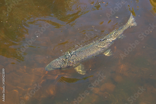 Large Atlantic salmon swimming in a river