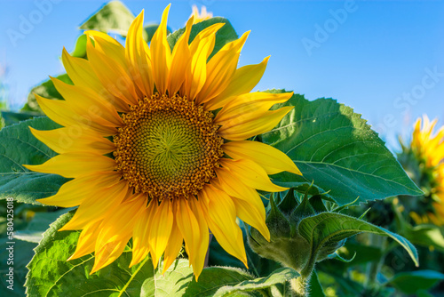 Fototapeta Naklejka Na Ścianę i Meble -  Sunflower in a field on a sunny day. Close-up.