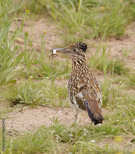 Desert Road Runner Bird with Lizard in beak