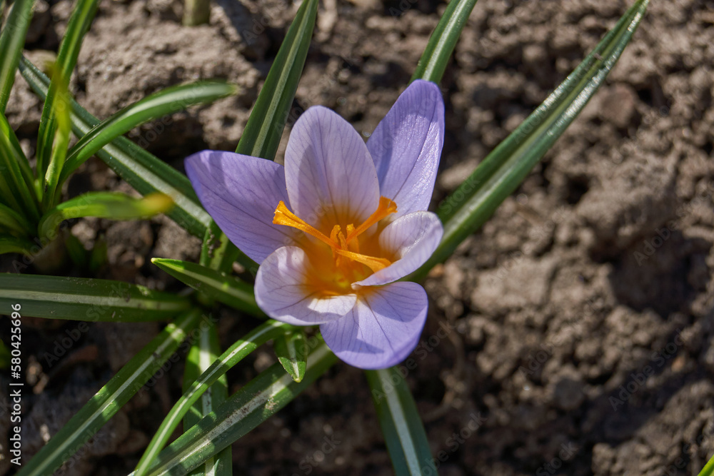 Crocuses bloom on the lawn in the garden. Saffron or Crocus (lat. Crocus) is a genus of perennial tuberous herbaceous plants of the Iris family (Iridaceae). Crocuses bloom on the lawn in the garden. Saffron or Crocus (lat. Crocus) is a genus of perennial tuberous herbaceous plants of the Iris family (Iridaceae).