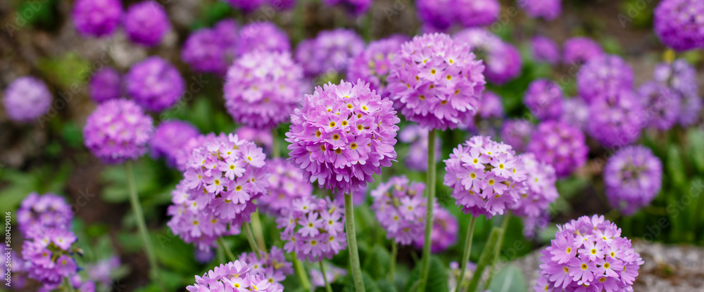 Primula denticulata (Drumstick Primula) in spring garden. Spring banner or spring background Primula denticulata (Drumstick Primula) in spring garden. Spring banner or spring background