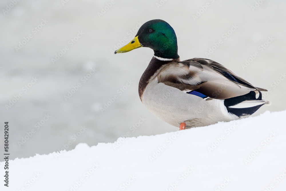 wild ducks on a winter lake in the city 23 wild ducks on a winter lake in the city 23
