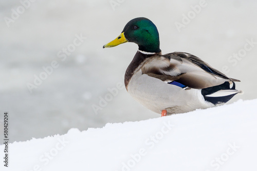 wild ducks on a winter lake in the city 23