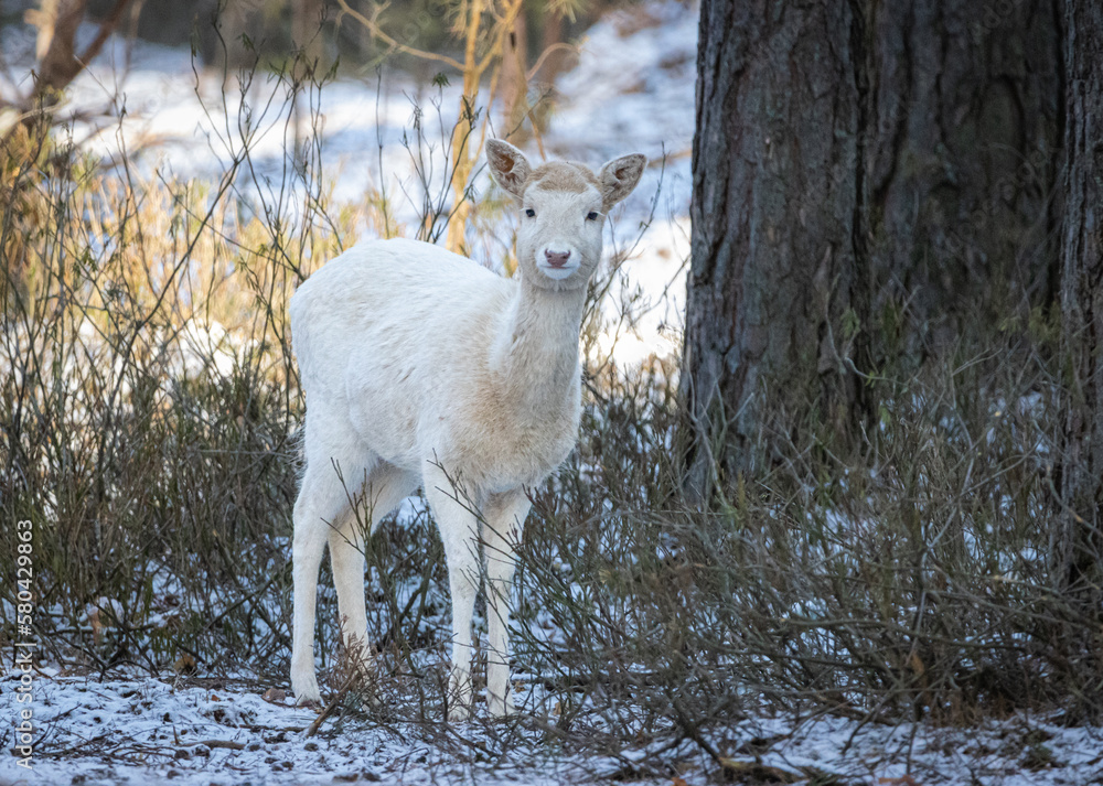 Naklejka premium A fawn of white fallow deer looks into the camera on a sunny winter's day in the forest. A white fallow deer fawn.