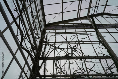 Interior of a greenhouse in low angle view. The glass walls are covered with some dry creeping plants. 