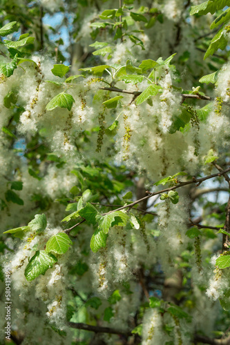 Poplar fluff on branches. Strong allergen, health hazard concept.