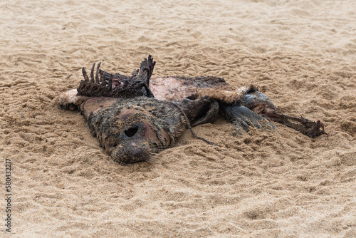 Принти на полотні Dead and partially decomposed seal carcass on the sandy beach of Lake Baikal