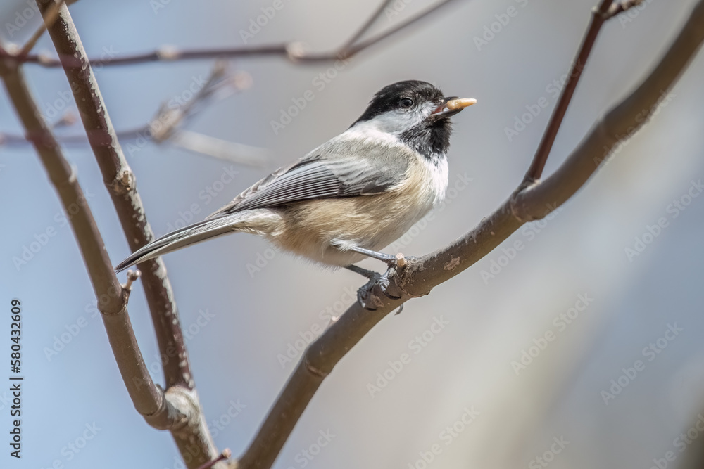Obraz premium Black-capped chickadee perching on branch with bird seed.