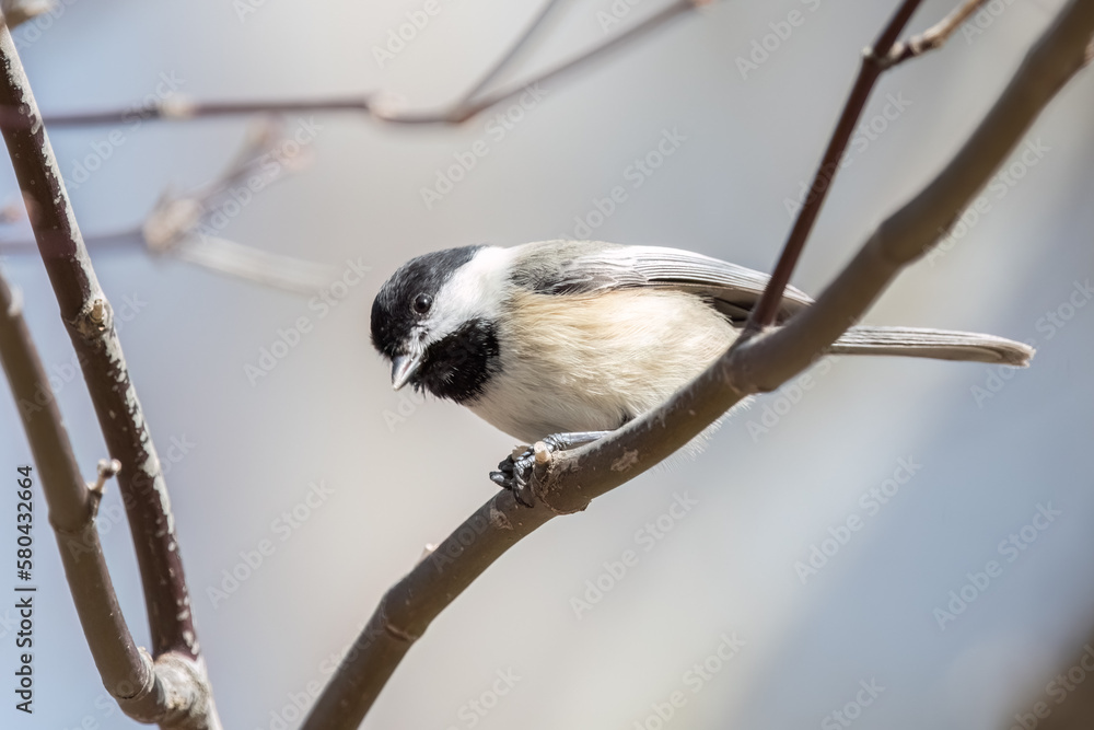 Obraz premium Black-capped chickadee perching on branch with bird seed.