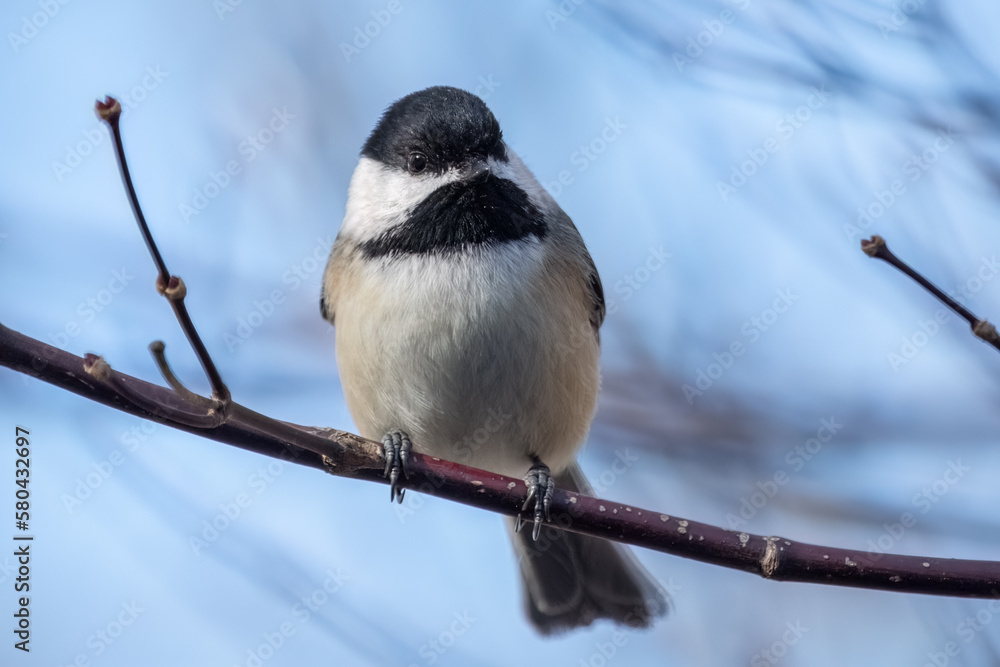Obraz premium Black-capped chickadee perching on branch against blue sky.