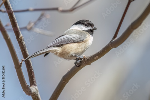 Black-capped chickadee perching on branch with bird seed.