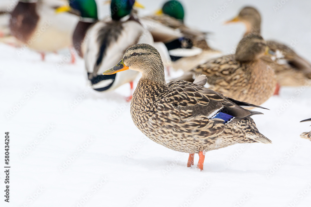 wild ducks on a winter lake in the city 8 wild ducks on a winter lake in the city 8