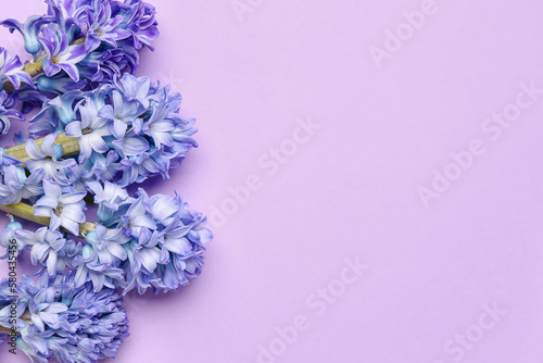 Blooming hyacinth flowers on lilac background