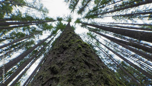 Looking Up Tall Tree Trunk in Old Growth Forest photo