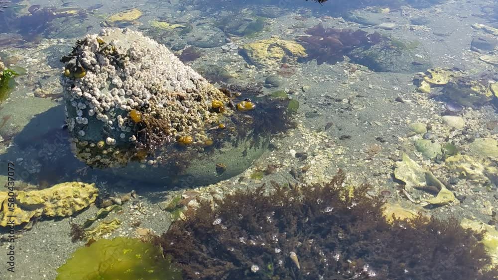 Tidepool video with barnacles seaweed and hermit crabs Tidepool video with barnacles seaweed and hermit crabs