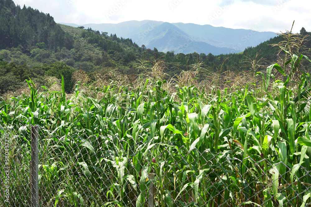 Maizal, campo de maíz, cornfield