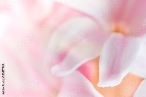 Abstract floral background. Pink hyacinth petals. Soft focus.