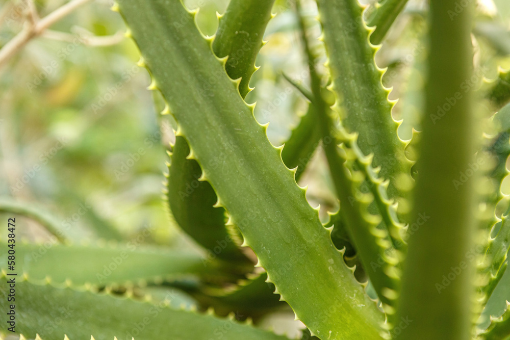 Close-up portrait of an aloe palmiformis plant Close-up portrait of an aloe palmiformis plant