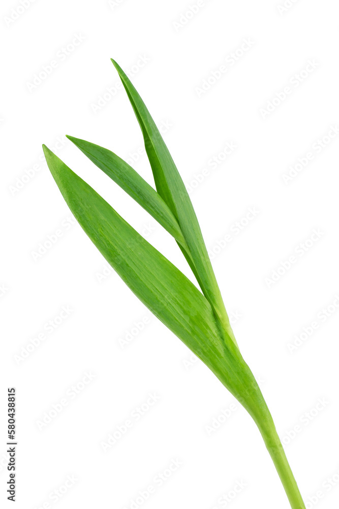 yellow and pink tulips with green leaves isolated on a white background yellow and pink tulips with green leaves isolated on a white background