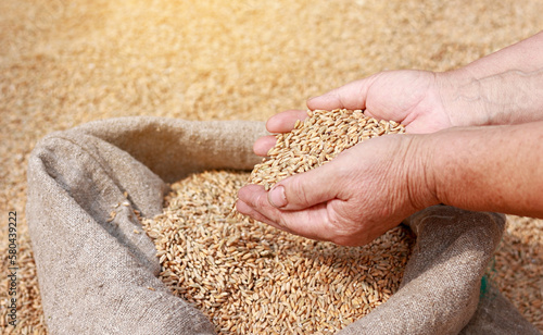 Canvastavla Hands of older female puring and sifting wheat grains in a jute sack