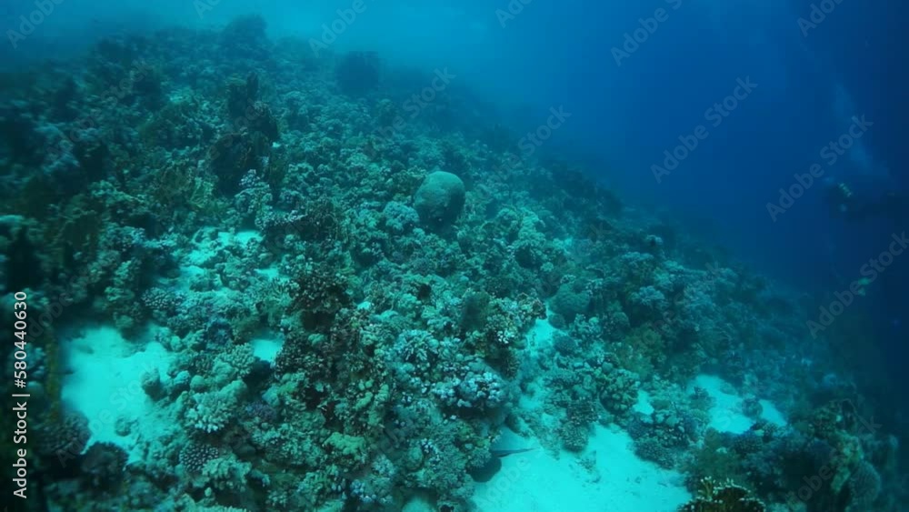 Experience breathtaking display of diver and corals in slow motion. Underwater world is fascinating and exciting place to explore unknown. Experience breathtaking display of diver and corals in slow motion. Underwater world is fascinating and exciting place to explore unknown.