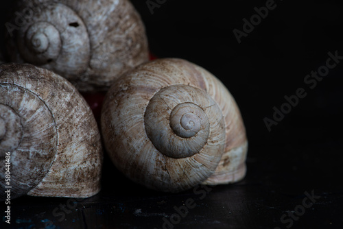 snail, nature, plant, green, flora, background, vintage, natural, arrangement, bouquet, beautiful, decoration, beauty, design, composition, fresh, floral, decorative, summer, forest, still life, 