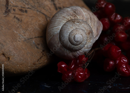 snail, nature, plant, green, flora, background, vintage, natural, arrangement, bouquet, beautiful, decoration, beauty, design, composition, fresh, floral, decorative, summer, forest, still life, 