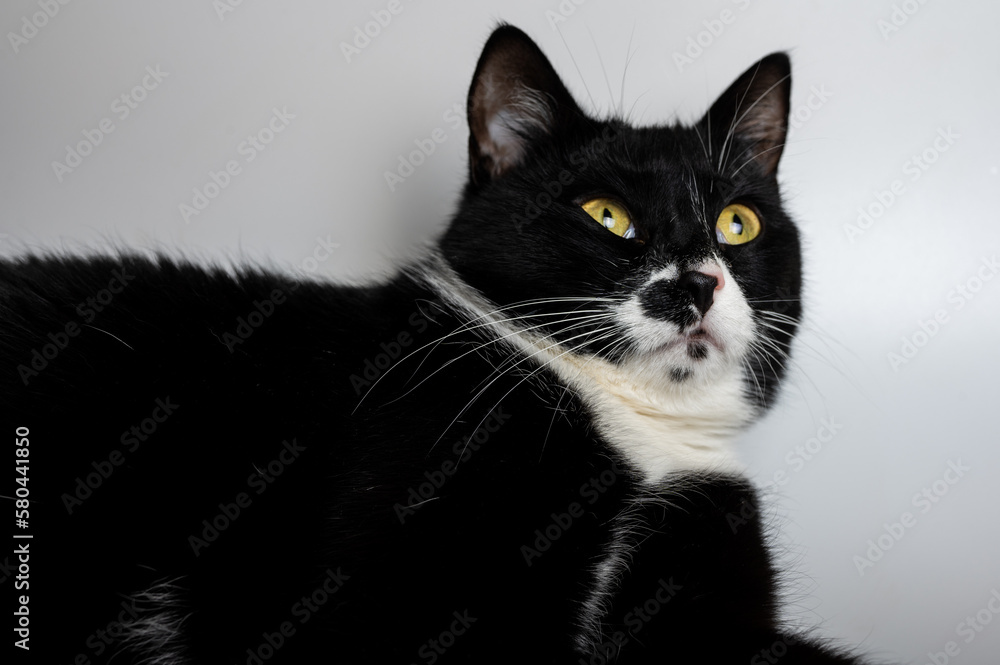 close-up portrait of a beautiful black cat, white spots with a sleepy face, lying on a light background. Domestic cat