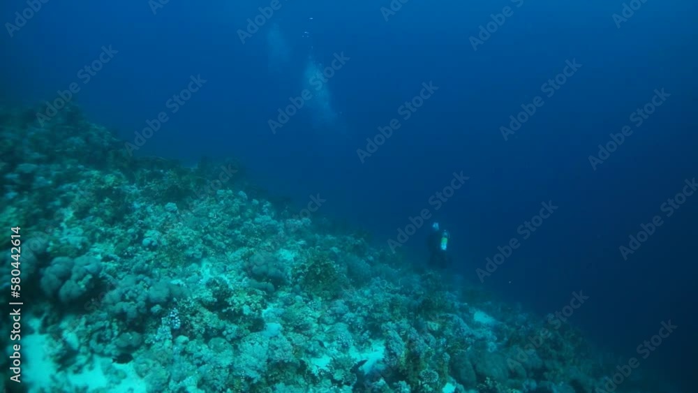 Be fascinated by diverse shapes and sizes of diver and corals in slow motion. Underwater world is stunning and magnificent display of power of nature. Be fascinated by diverse shapes and sizes of diver and corals in slow motion. Underwater world is stunning and magnificent display of power of nature.