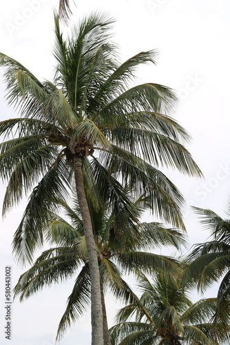 coconut tree