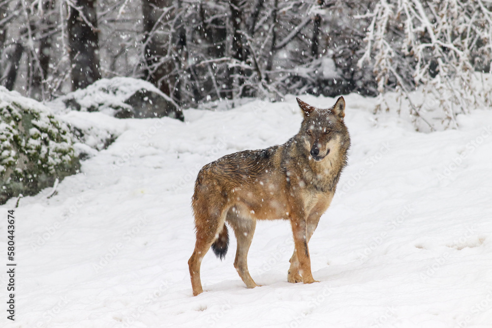Fototapeta premium Lupo nella nevicata