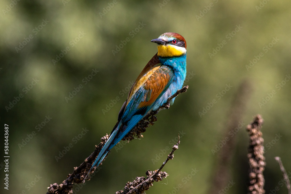 il bee-eater, gruccione, migratore dall'africa