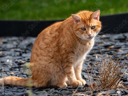 ginger cat sitting in the garden on a sunny day © Christof