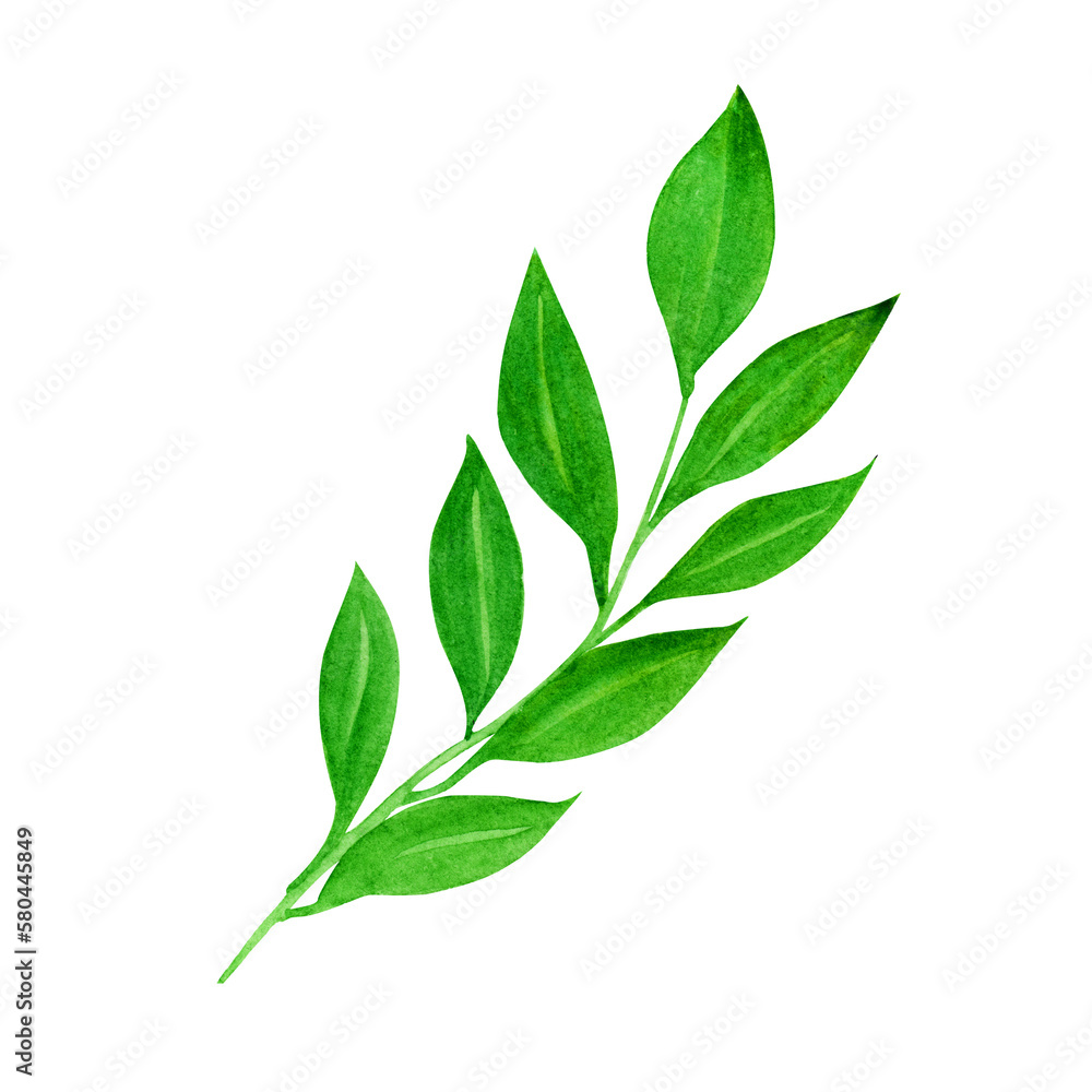 Green leaf isolated on white for summer background