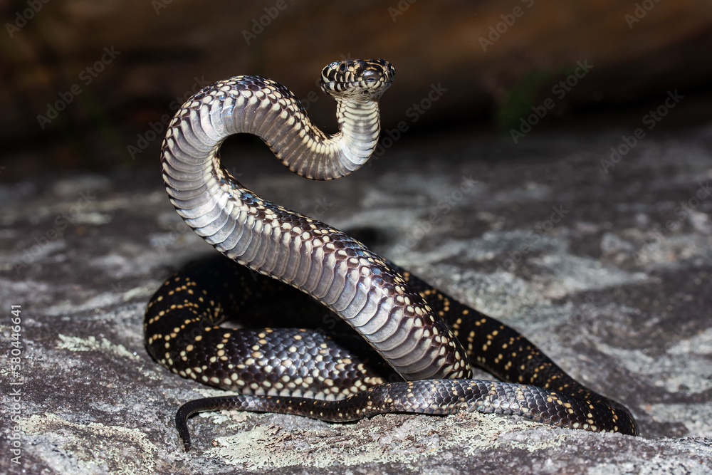 Fototapeta premium Highly venomous and endangered Australian Broad-headed Snake
