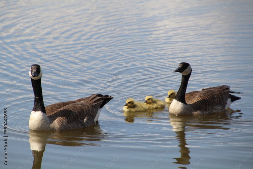 family of geese swimming family of geese swimming
