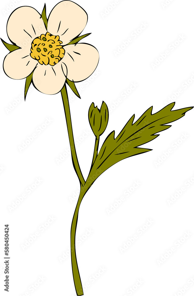 Fototapeta premium Hand drawn strawberry flower and bud illustration for decor and design. 