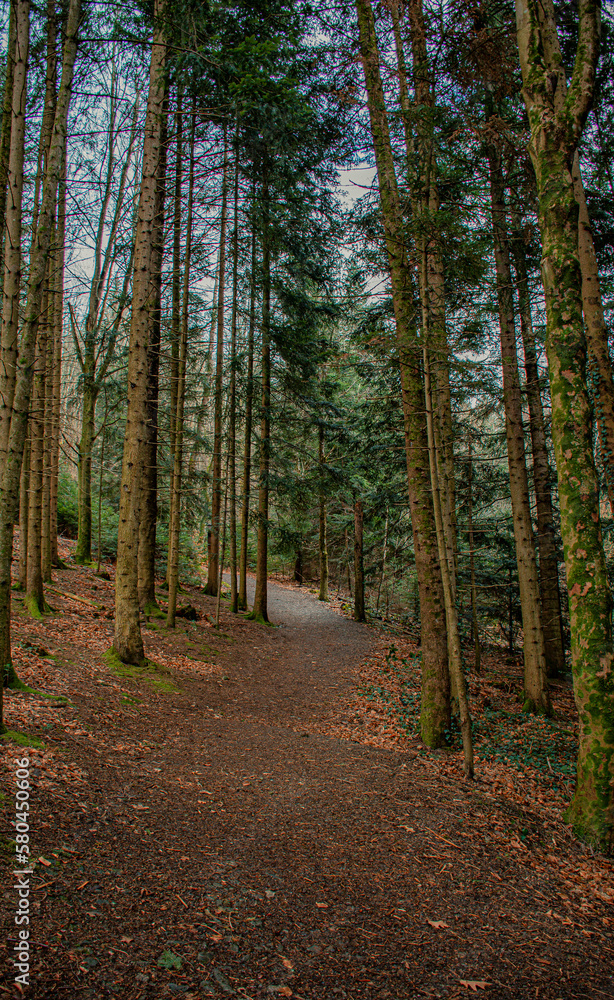 Fototapeta premium path in autumn big forest