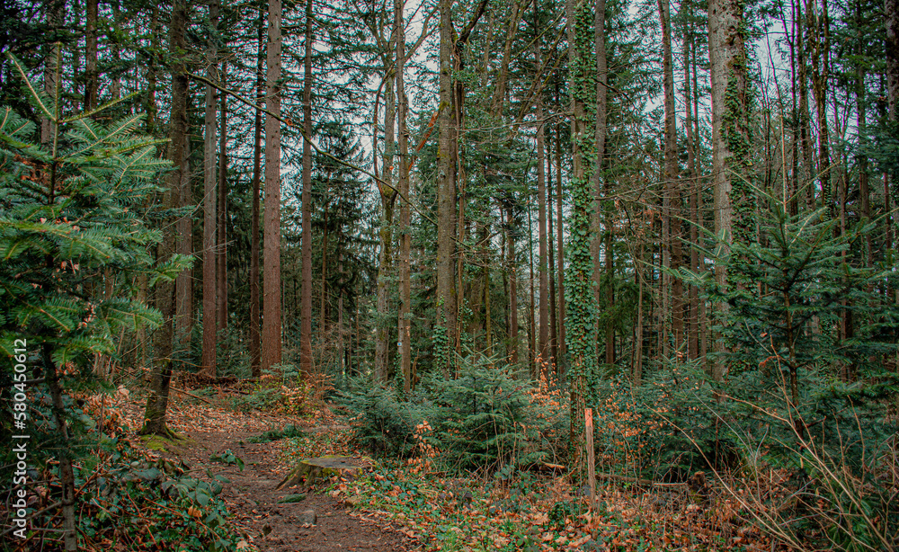 Fototapeta premium little footpath in the forest