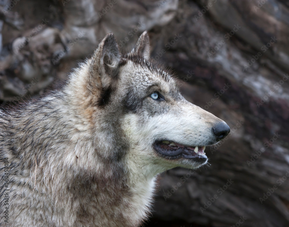 Fototapeta premium Blue Eyed Grey Wolf