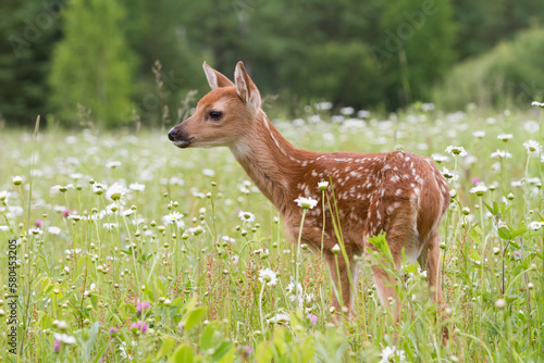 Alert white tailed fawn in a wildflower meadow 