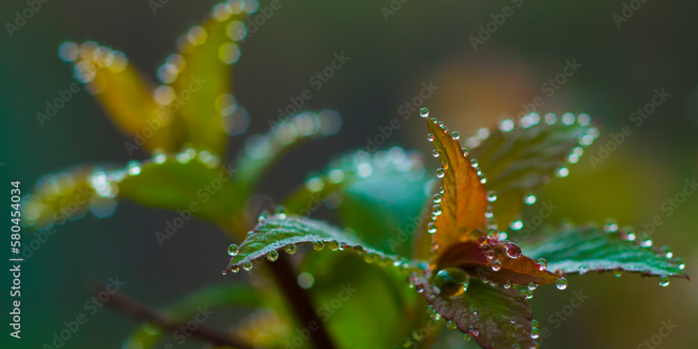 background with water drops on the tips of leaves. selective focus with free space for text. ecology medicine spa concept background with water drops on the tips of leaves. selective focus with free space for text. ecology medicine spa concept