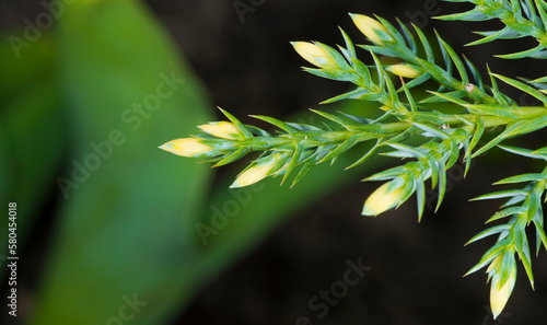 close-up of young juniper twigs for banner background