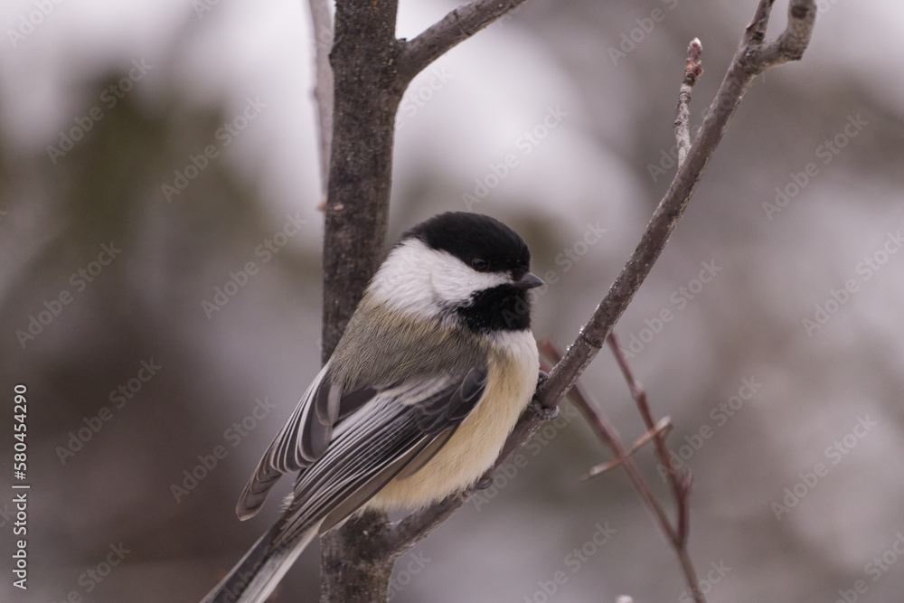 Obraz premium Black-capped Chickadee in the Winter