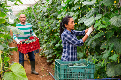 Obraz na plátně Experienced bolivian female farm worker gathering crop of organic cucumbers cultivar in hothouse