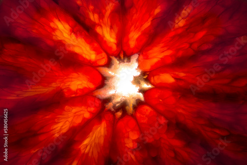 The texture of the flesh of a slice of red orange in close-up.