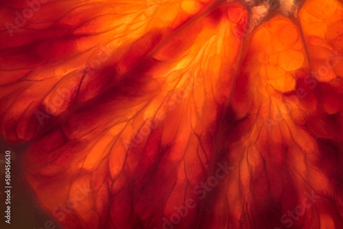 The texture of the flesh of a slice of red orange in close-up.