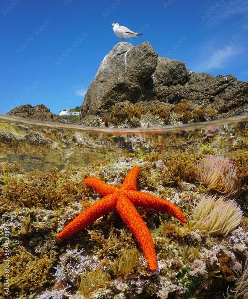 Red Sea Star On Rock Underwater Mediterranean Sea Stock Photo