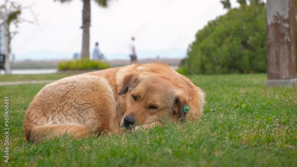 A large homeless dog is resting on the green grass in the park. A large homeless dog is resting on the green grass in the park.