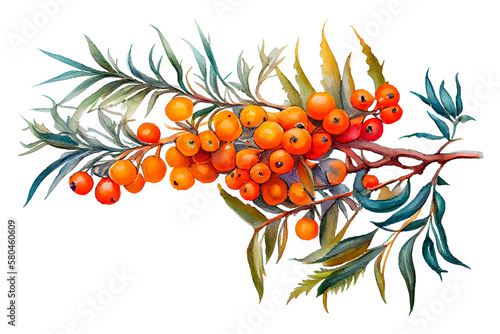 Branch of ripe sea buckthorn, watercolor drawing on a white background. Generative AI.